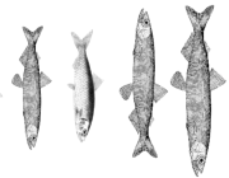 fischdatenset.png