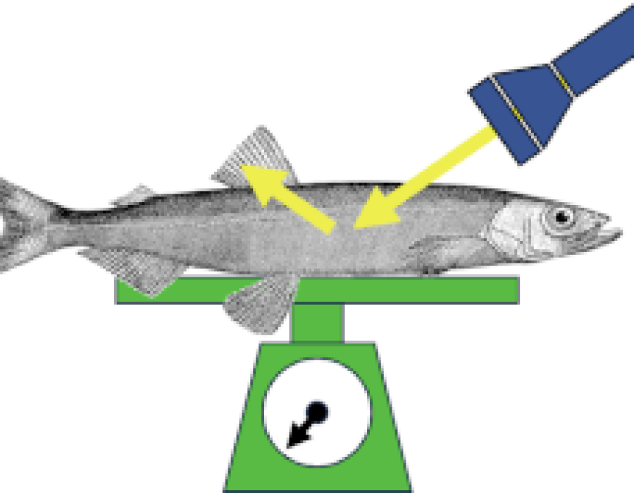 fischfeatures.png