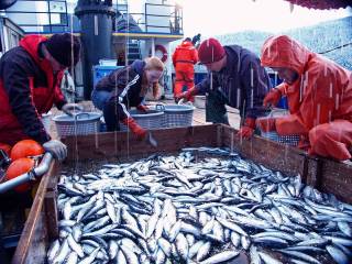 fish0191.jpg fish0191.jpg